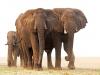 Africa Nature Animals (34)